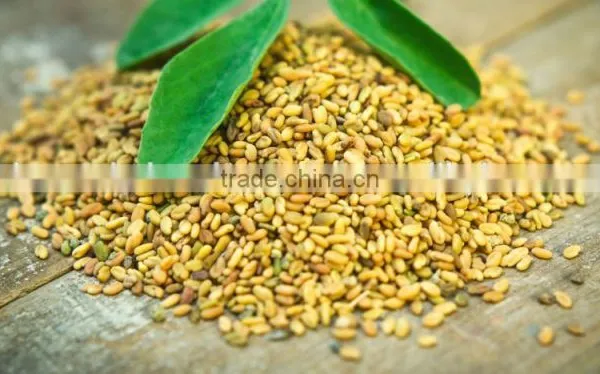Fenugreek photo-3