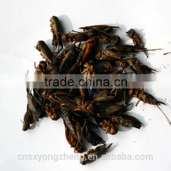 Wild Birds Food Freeze Dried Crickets;Dried Crickets for Wild Birds photo-2