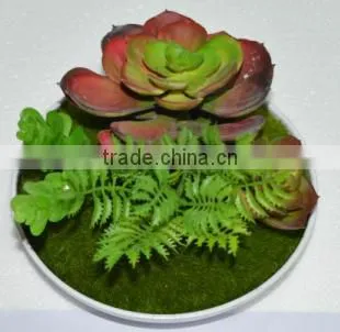 SJ3001011 Indoor Mini Bonsai Cactus Plant Artificial photo-5