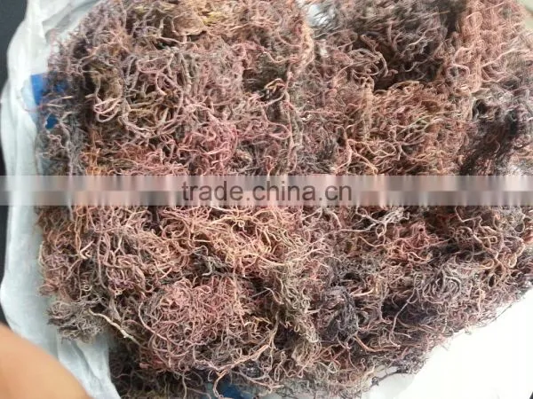 Sell Gracilaria, Eucheuma Spinosum And Cottonii photo-5
