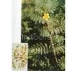 Supplying Tribulus Terrestris Extract