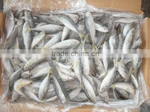 China Export Frozen Horse Mackerel Fish 160-200pcs photo-3