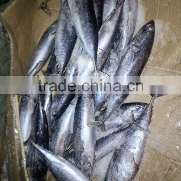 Frozen Tuna Bonito Fish Whole Round photo-5