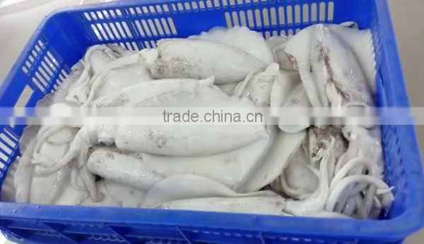 SOFT BONE CUTTLEFISH
