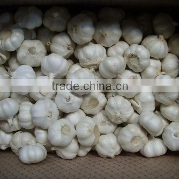 Pure White Garlic