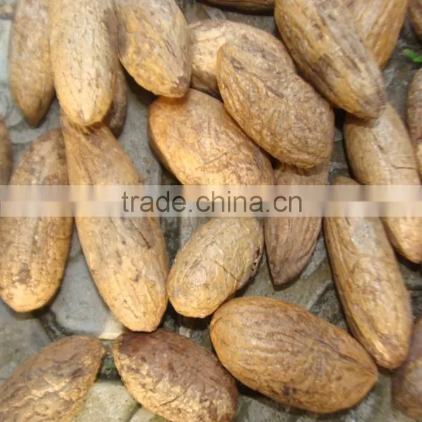High Quality Paphia Nuts photo-2