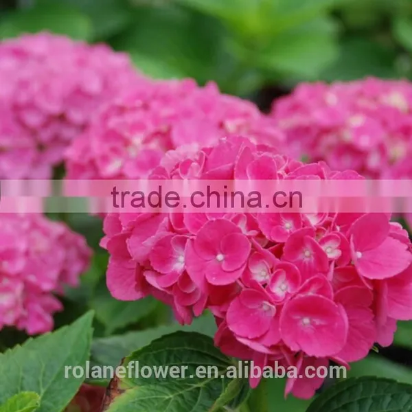 For Christmas Gift Brooch Bouquet Wedding Wedding Bouquets Long From Yunnan, China photo-6