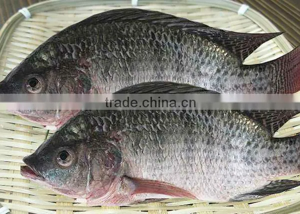 Frozen Tilapia Fish