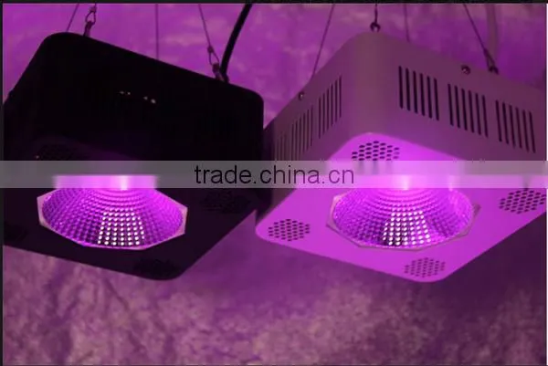 Hydroponic Plants Growing Lights 200w Cob Led for Greenhouse photo-6