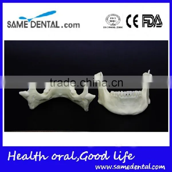 Dental Simulation Mandibular Model DEA-41 photo-3