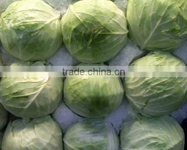 High Quality Fresh Cabbages