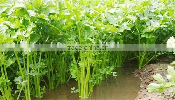 Hot Sale IQF Celery Slice/frozen Celery photo-4