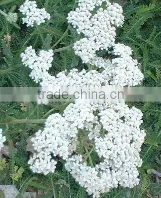 Achillea Millefolium (Common Yarrow) Essential Oil