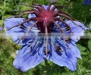 Black Seed Herbal Health Remedies Instant Mix Drink