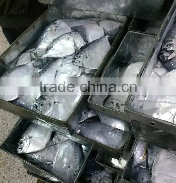 New Seafrozen Moonfish (Mene Maculata) photo-2