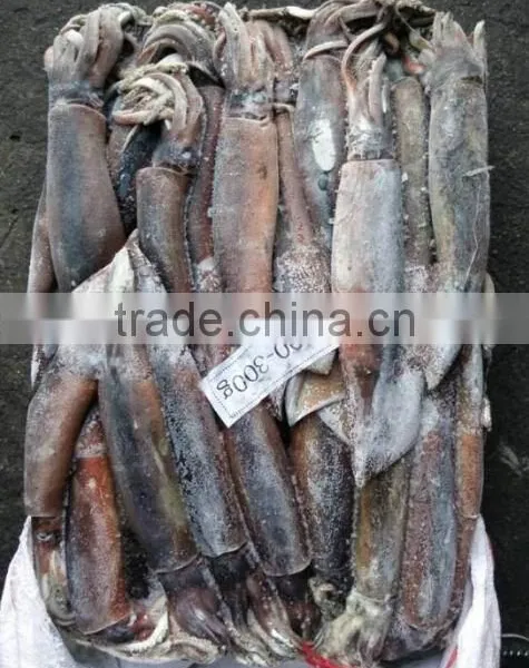 Frozen Illex Argentinus Squid photo-4