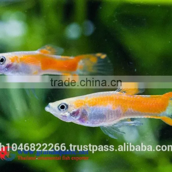 Endler Guppy Fish / Guppy Fish for Sale photo-2