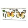 QF Educational Embedded Specimen Teaching Specimen Plastomount - Life Cycle of Butterfly