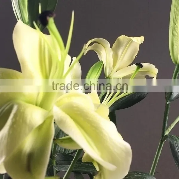 Super Quality Yellow King Colorful Small Lily Flower photo-4