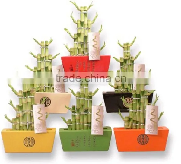 Tier Step Stair Lucky Bamboo Air Bonsai Tree Dracaena Sanderiana Indoor Ornamental Aquatic Plants Nursery Garden Decoration photo-2