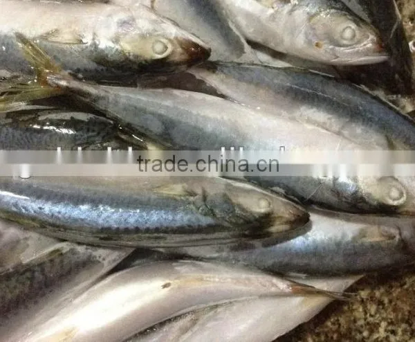 New Stock BQF WR Frozen Fish Mackerel 150g photo-4