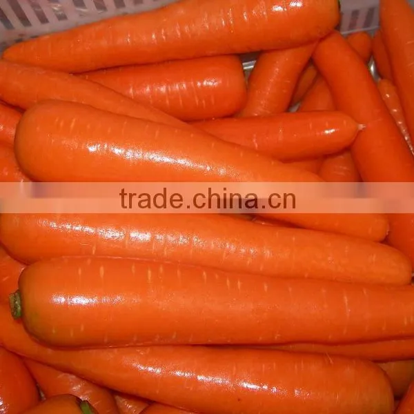 Fresh Carrots