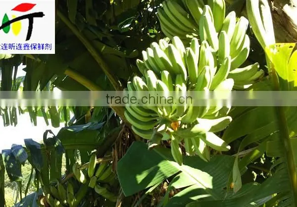 Direct Factory Price the Good Quality Ethylene Ripener for Banana(2) photo-2