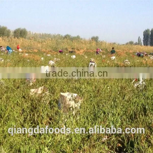 Chinese Premium Quality Water-washed Carton Package Paprika photo-5