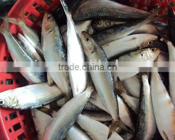 Frozen Sardine photo-2