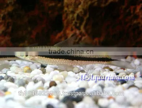 Siamese Algae Eater Fish For Sale / Aquarium Fish Thailand photo-4