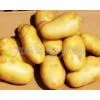 Potato,potato Supplier,Chinese Potato, photo-2