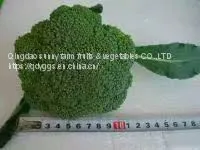 Fresh Broccoli