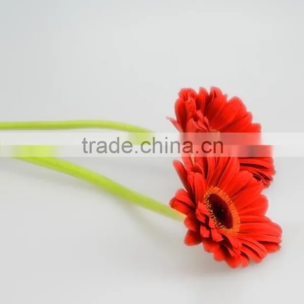 High Quality Savanna Red Single Gerbera photo-2