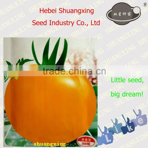 Yellow OP Normal Tomato Seeds for Good Price