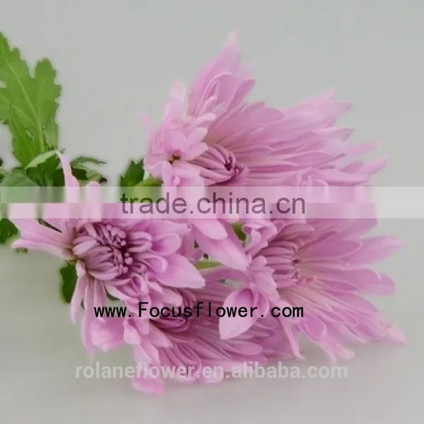 For Christmas Decoration Chrysanthemum Plant With 10 Stems/Bundle Autumn Chrysanthemum Flower With 0.5kg/Bundle Chrysanthemum Pi photo-4