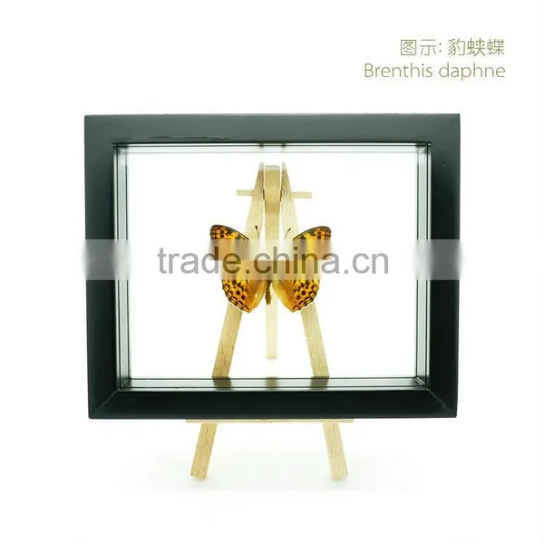 FOUSEN(039) Nature& Art Natural Species Glass Craft photo-2