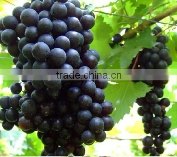 Fresh Grapes for Sale photo-6