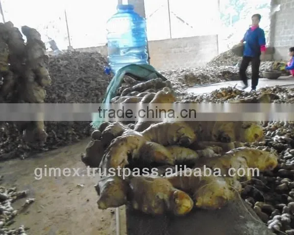 Hot Selling Fresh Ginger