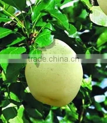 Fuji Apple photo-2
