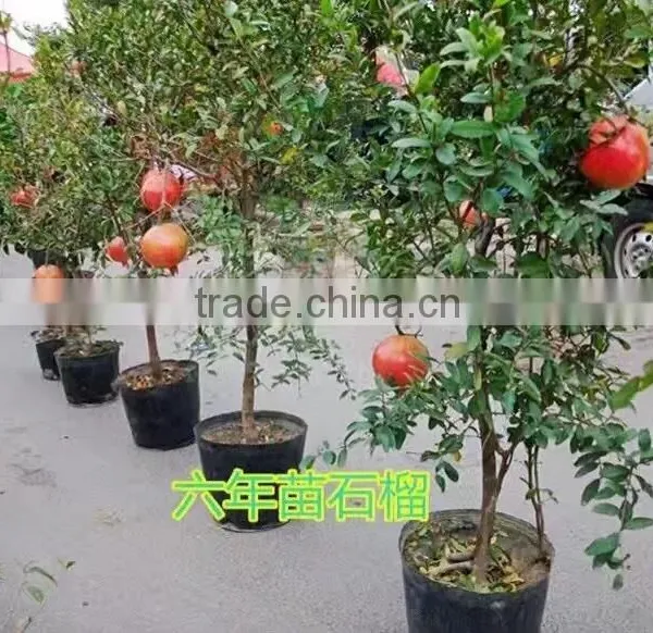 Easy Survival Pomegranate Seedling photo-6