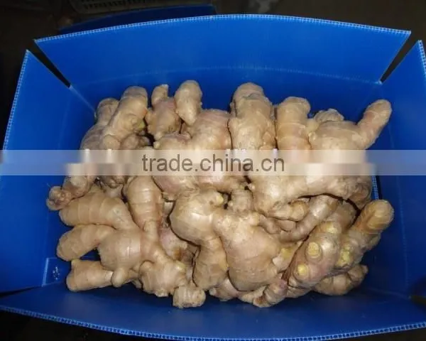Chinese Fresh Air Dried Ginger photo-6