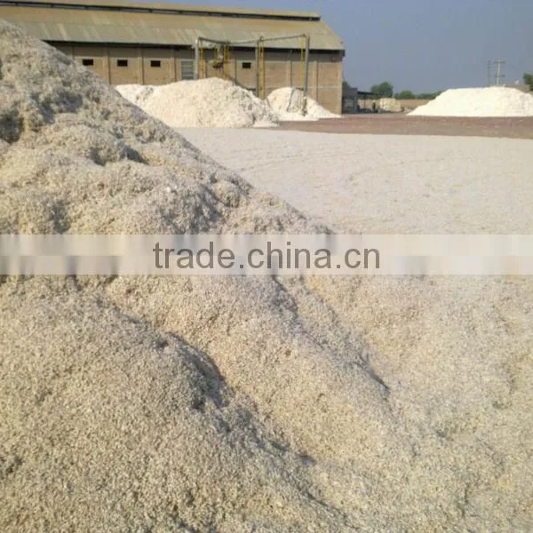 Cotton Seed photo-5