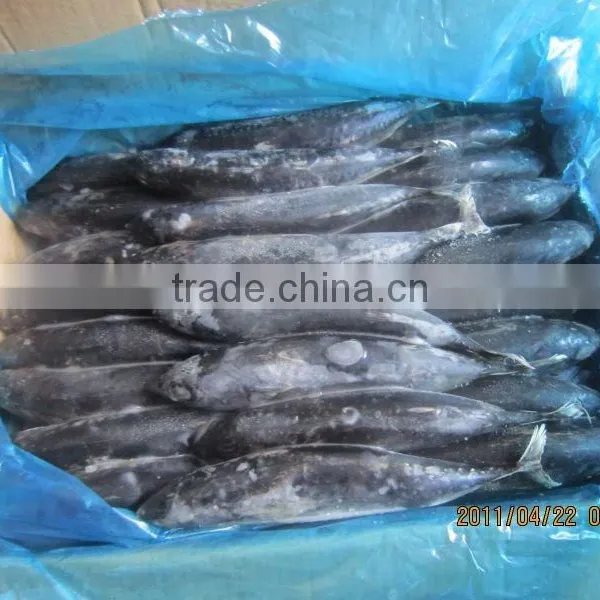 Frozen Sea Food Skip Jack W/R & YELLOW FIN TUNA W/R