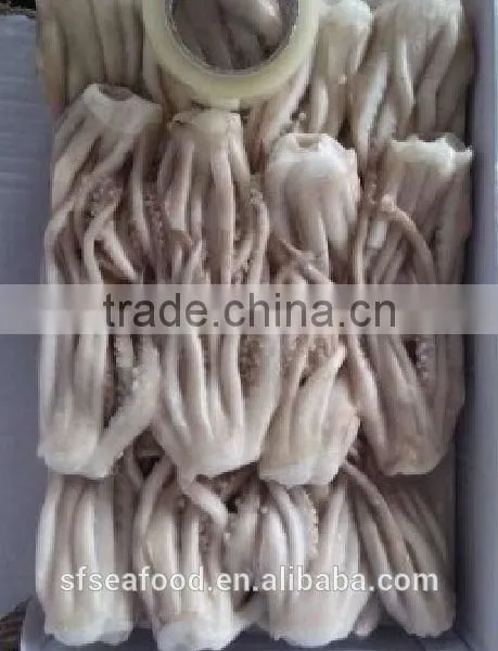 Squid Tentacle of Illex Squid photo-3