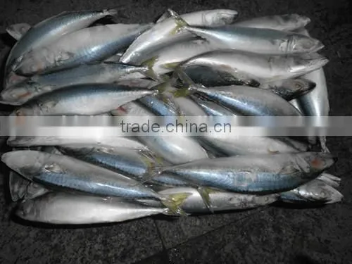 Pacific Mackerel photo-2