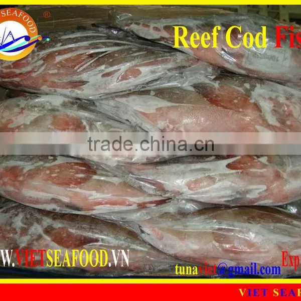 WHOLE ROUND FROZEN REEF COD FISH