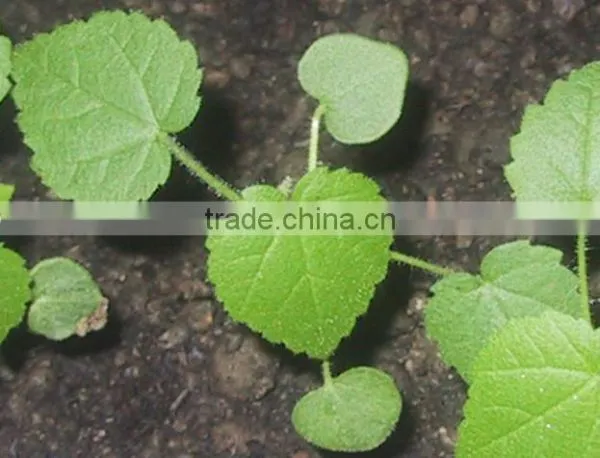 Sida Cordifolia Extract photo-3