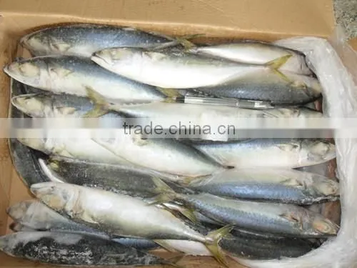 High Quality WR Frozen Scomber Japonicus Mackerel 250-300g photo-4