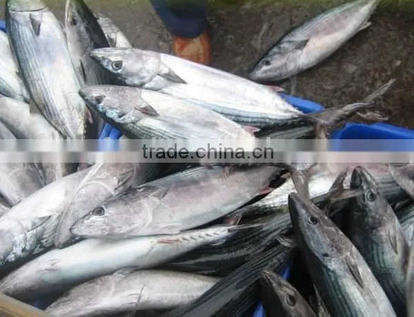 Frozen Pacific Mackerel photo-6