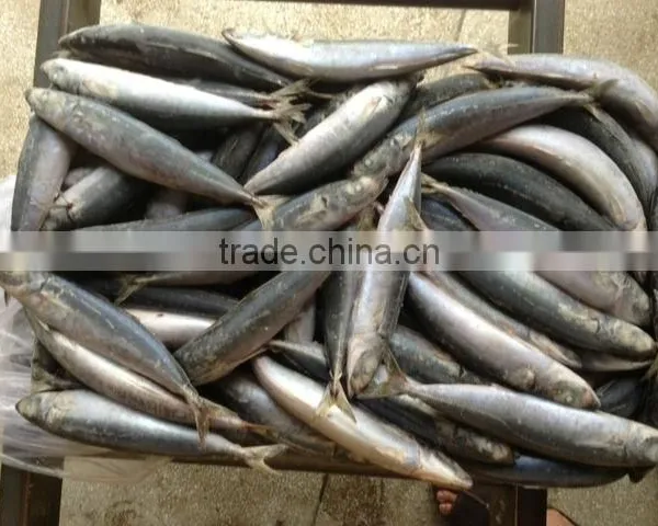 FROZEN ROUND SCAD